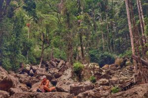 Nightcap & Minyon Falls Bushwalking Tour